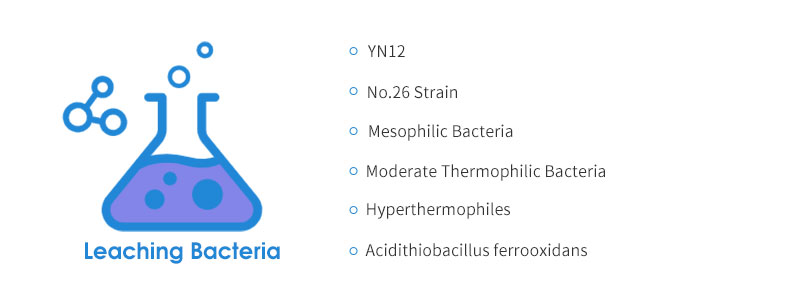 Leaching Bacteria of copper beneficiation